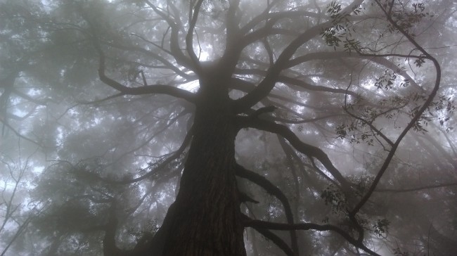 ‘~迷雾大树图片  ~’ 的图片