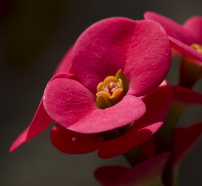铁海棠花图片