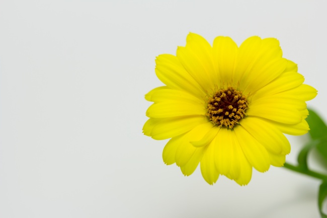 黄色淡雅花朵图片
