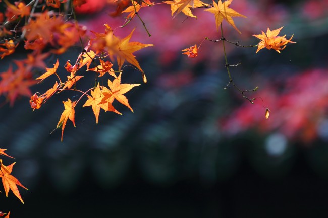 ‘~深秋枫叶图片  ~’ 的图片