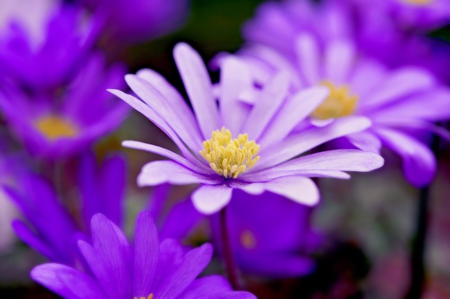 紫色银莲花开图片