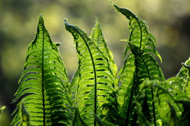 野生蕨类植物图片