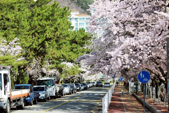 樱花街景图片