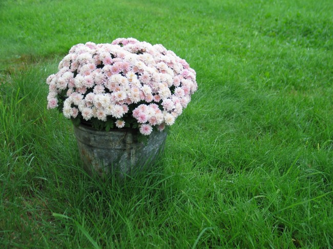 草地粉色菊花图片