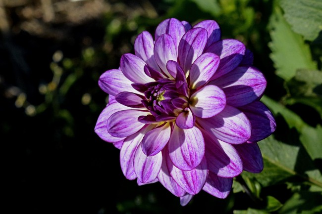 紫色娇琴纱图片