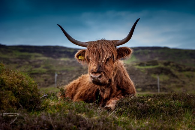 苏格兰高地牛图片