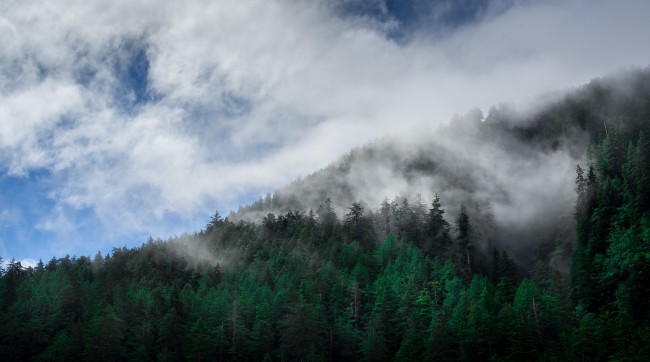 云雾森林风景图片
