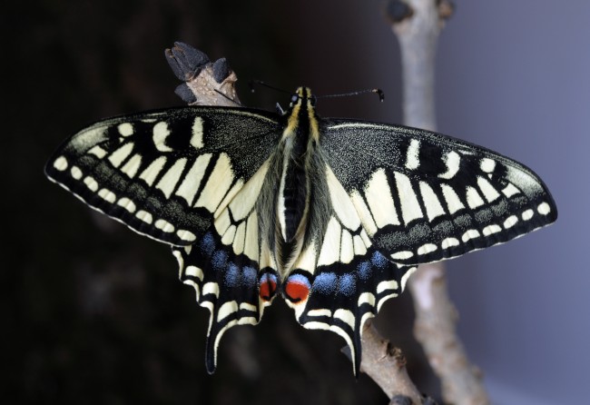 美丽燕尾蝶图片