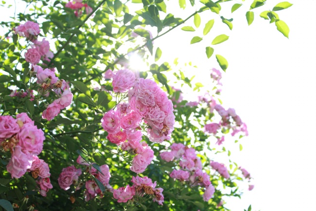 ‘~粉色花朵植物图片  ~’ 的图片