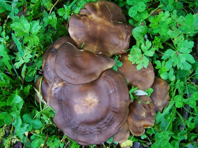 褐色蘑菇图片
