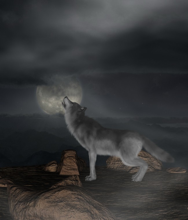 ‘~月夜狼嚎图片  ~’ 的图片
