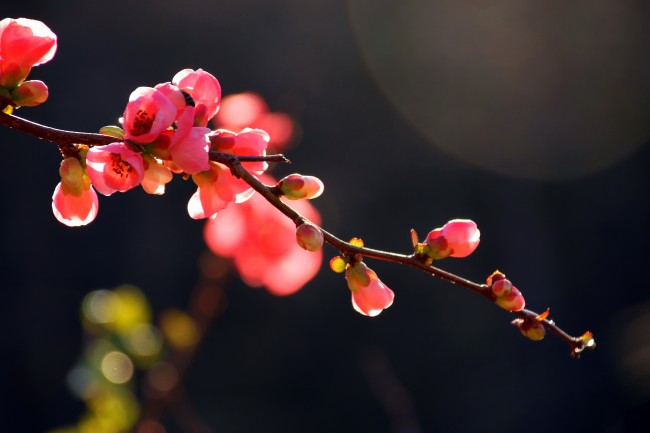 日本海棠花图片