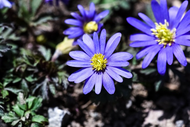 蓝紫色银莲花图片