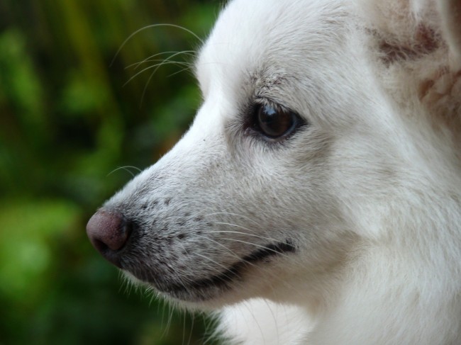 博美犬局部图片