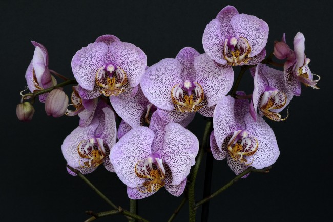 白紫色兰花图片 站长素材