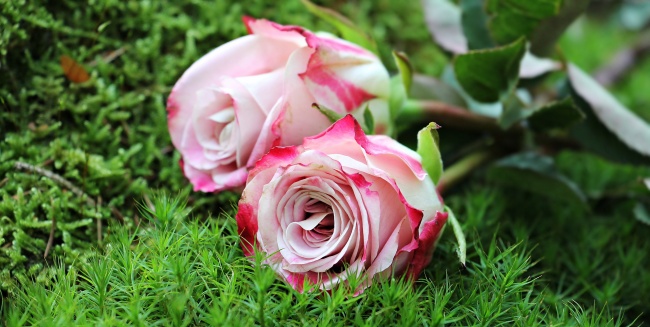 草地上的粉色玫瑰图片