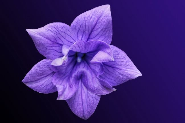 ‘~紫色桔梗花花朵图片  ~’ 的图片