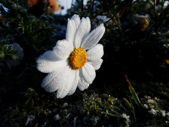 冬季白色花朵图片