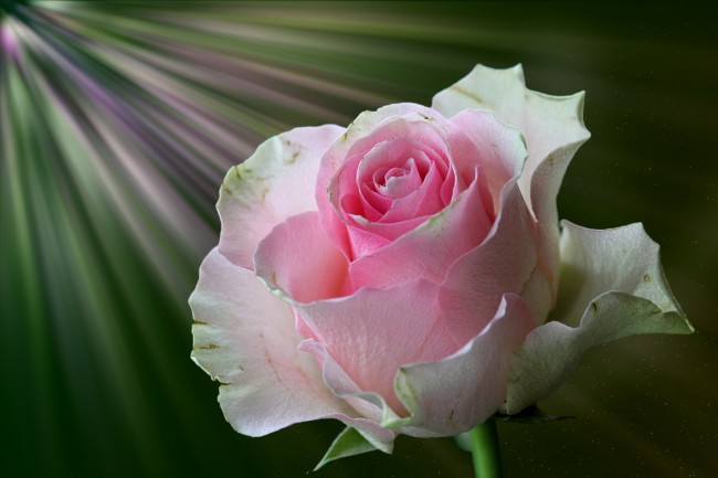 淡粉色玫瑰图片