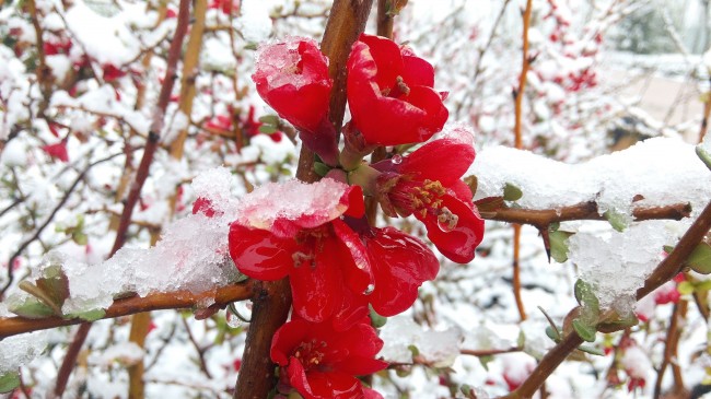 ‘~雪中红海棠花图片  ~’ 的图片
