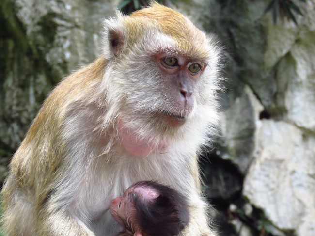 母猴哺乳图片