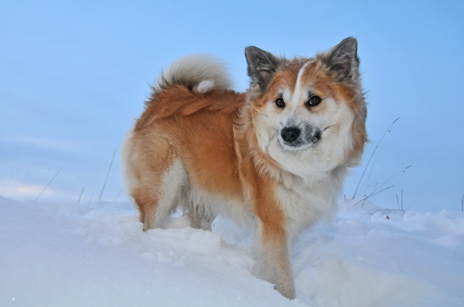 冬天可爱狗狗图片