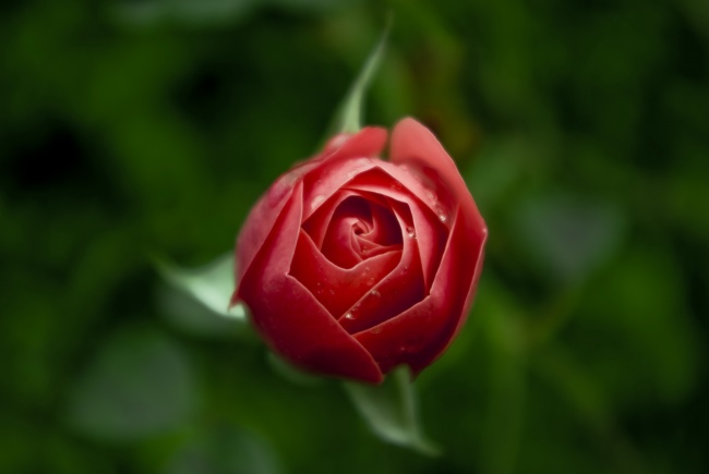 微距红玫瑰花苞图片