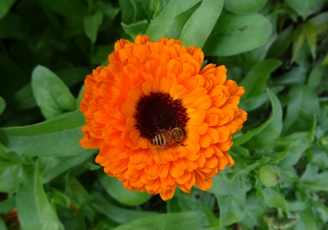 ‘~蜜蜂采花蜜高清图片  ~’ 的图片