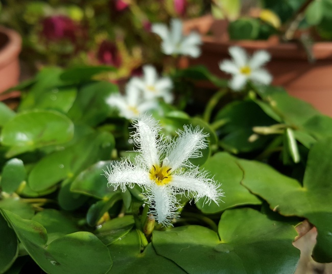 清新白色花朵图片