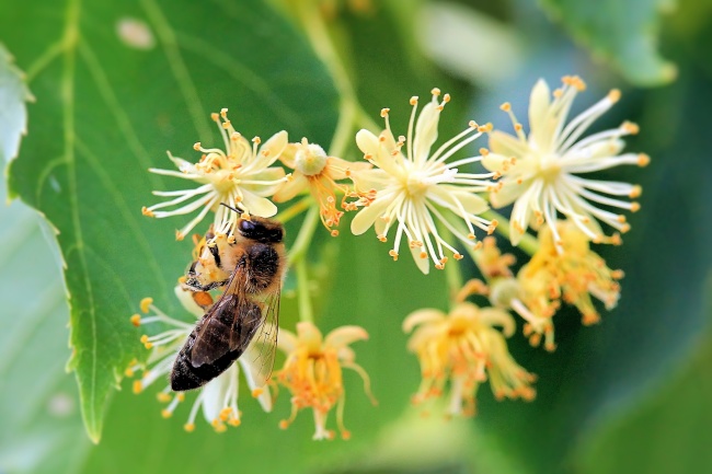 ‘~蜜蜂采蜂蜜高清图片  ~’ 的图片