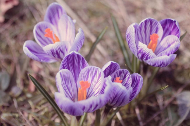 春天紫色藏红花图片