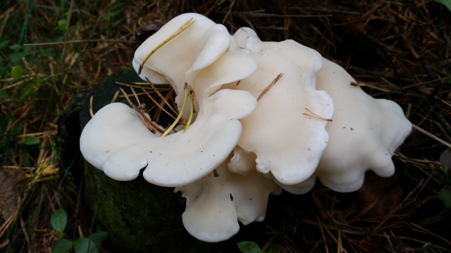 草地白蘑菇图片