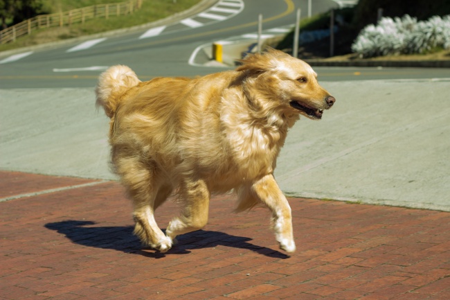 奔跑的金毛狗图片