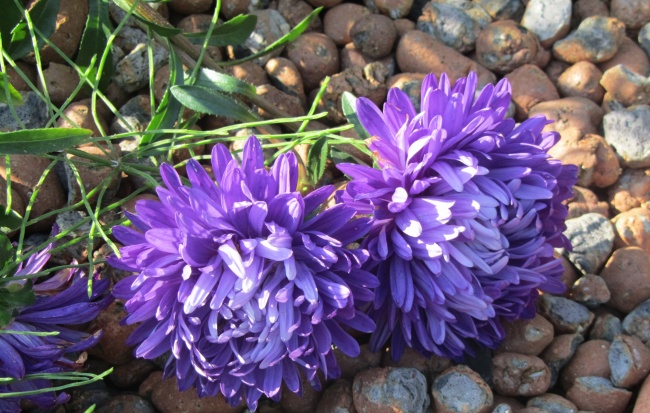 紫色紫苑花图片