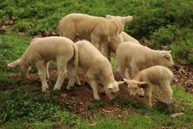 小羊羔吃草图片