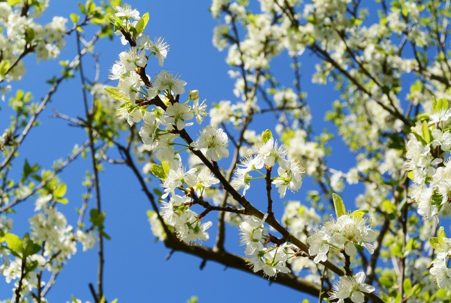 春天苹果树开花图片