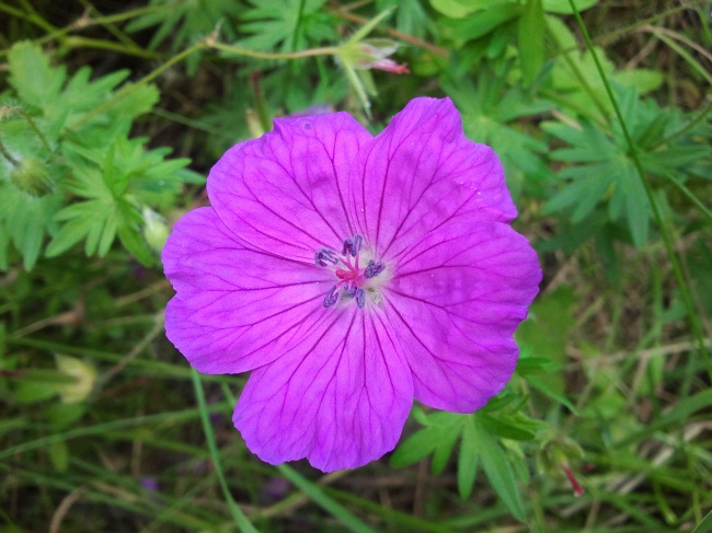 微距紫色花朵图片