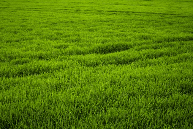 绿色稻田风光图片