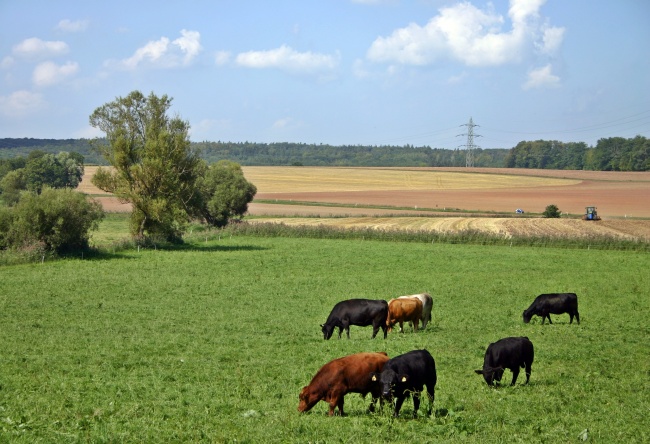 牛群吃草风景图片