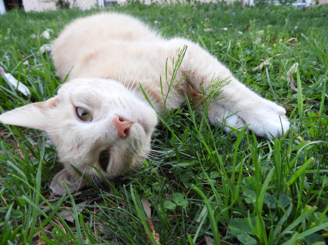 ‘~草地懒散小猫图片  ~’ 的图片
