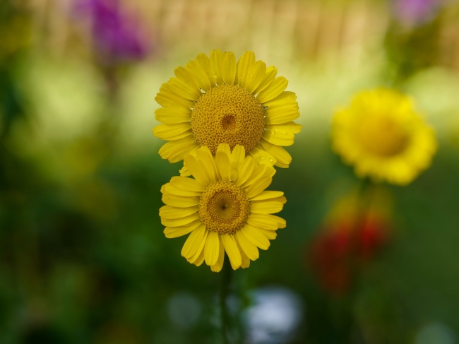两朵黄色小菊花图片