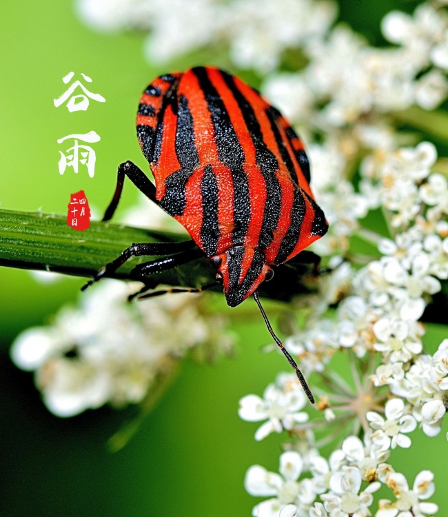 谷雨千秋图片