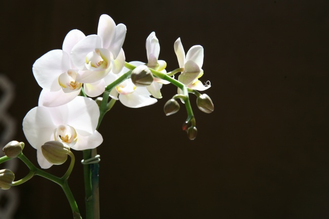 白蝴蝶兰盆栽图片