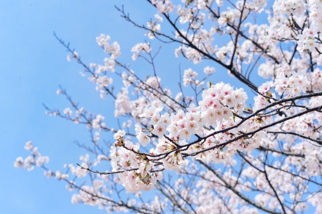 ‘~日本樱花唯美意境图片  ~’ 的图片