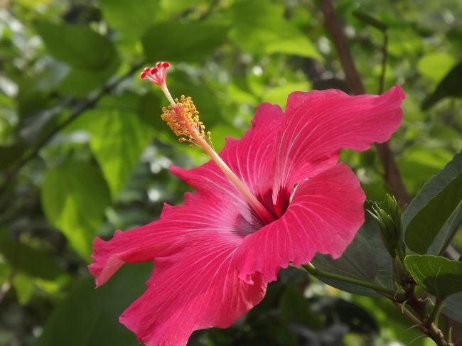 红色芙蓉花绽放图片