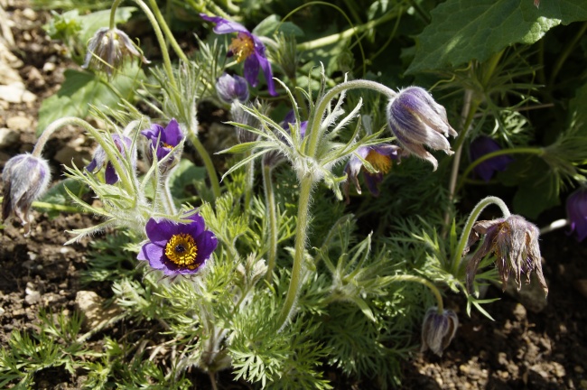 紫色白头翁植物花朵图片