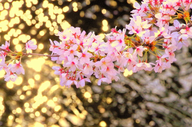 ‘~日本唯美樱花枝图片  ~’ 的图片