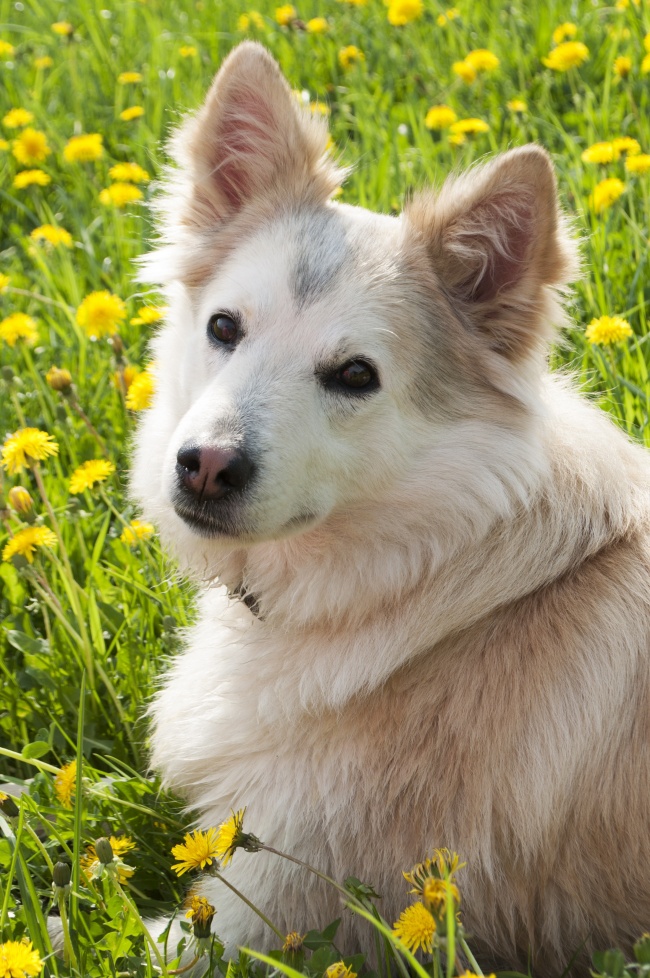 ‘~可爱西伯利亚犬宠物写真  ~’ 的图片