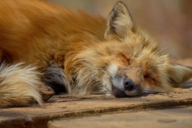 可爱狐狸休息图片