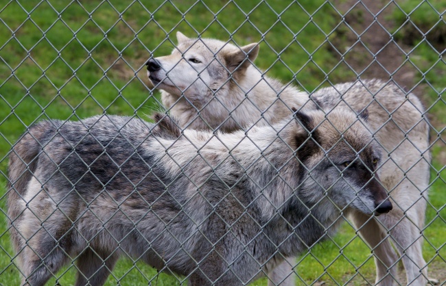 北美灰狼图片